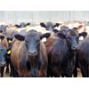 Image 1 : Rafter C Cattle Co. - 825# Heifers - 77 Head (Lafleche, SK)