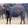 Image 3 : Rafter C Cattle Co. - 825# Heifers - 77 Head (Lafleche, SK)