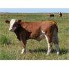 Image 3 : Donalda Farming Co. - 800# Steer Calves - 160 Head (Donalda, AB)