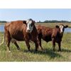 Image 4 : Donalda Farming Co. - 800# Steer Calves - 160 Head (Donalda, AB)