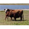Image 5 : Donalda Farming Co. - 800# Steer Calves - 160 Head (Donalda, AB)
