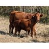 Image 7 : Donalda Farming Co. - 800# Steer Calves - 160 Head (Donalda, AB)