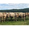 Image 1 : Andersen River Ranching - 950# Steers - 128 Head (Drayton Valley, AB)