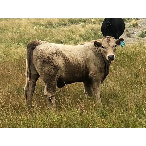 R&R Rintoul Farms - 550# Steer Calves - 100 Head (Simpson, SK)