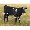 Image 3 : R&R Rintoul Farms - 550# Steer Calves - 100 Head (Simpson, SK)