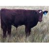 Image 4 : R&R Rintoul Farms - 550# Steer Calves - 100 Head (Simpson, SK)