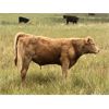 Image 5 : R&R Rintoul Farms - 550# Steer Calves - 100 Head (Simpson, SK)