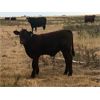 Image 6 : R&R Rintoul Farms - 550# Steer Calves - 100 Head (Simpson, SK)