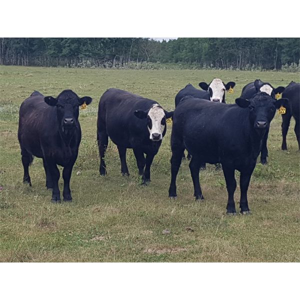 Black Sand Cattle Co - 910# Heifers - 70 Head (McAuley, MB)