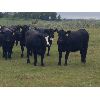 Image 2 : Black Sand Cattle Co - 910# Heifers - 70 Head (McAuley, MB)