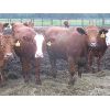 Image 7 : Black Sand Cattle Co - 910# Heifers - 70 Head (McAuley, MB)