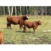 Image 2 : UXL Ranch - 730# Steer Calves - 85 Head (Millarville, AB)