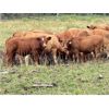 Image 3 : UXL Ranch - 730# Steer Calves - 85 Head (Millarville, AB)
