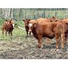 Image 4 : UXL Ranch - 730# Steer Calves - 85 Head (Millarville, AB)