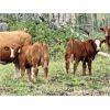 Image 5 : UXL Ranch - 730# Steer Calves - 85 Head (Millarville, AB)