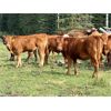 Image 7 : UXL Ranch - 730# Steer Calves - 85 Head (Millarville, AB)