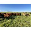 Image 3 : CL Ranches Ltd. - 880# Heifers - 140 Head (Cochrane, AB)