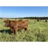 Image 6 : CL Ranches Ltd. - 880# Heifers - 140 Head (Cochrane, AB)