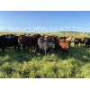 Image 3 : CL Ranches Ltd. - 775# Heifers - 85 Head (Cochrane, AB)