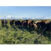 Image 4 : CL Ranches Ltd. - 775# Heifers - 85 Head (Cochrane, AB)