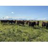 Image 5 : CL Ranches Ltd. - 775# Heifers - 85 Head (Cochrane, AB)