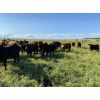 Image 6 : CL Ranches Ltd. - 775# Heifers - 85 Head (Cochrane, AB)