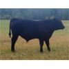 Image 5 : Diamond B Ranches - 675# Steer Calves - 90 Head (Livelong, SK)