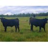 Image 6 : Diamond B Ranches - 675# Steer Calves - 90 Head (Livelong, SK)
