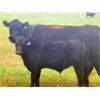 Image 7 : Diamond B Ranches - 675# Steer Calves - 90 Head (Livelong, SK)