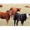 Image 6 : Griffin Ranch - 525# Heifer Calves - 35 Head (Swift Current, SK)