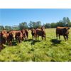 Image 5 : Cantriex Livestock - 950# Heifers - 120 Head (Morningside, AB)