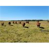 Image 7 : Cantriex Livestock - 950# Heifers - 120 Head (Morningside, AB)