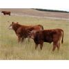 Image 2 : Griffin Ranch - 590# Steer Calves - 55 Head (Swift Current, SK)