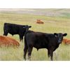 Image 3 : Griffin Ranch - 590# Steer Calves - 55 Head (Swift Current, SK)
