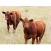 Image 4 : Griffin Ranch - 590# Steer Calves - 55 Head (Swift Current, SK)
