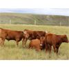Image 5 : Griffin Ranch - 590# Steer Calves - 55 Head (Swift Current, SK)