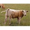 Image 6 : Griffin Ranch - 590# Steer Calves - 55 Head (Swift Current, SK)