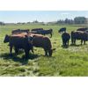 Image 5 : Shane Debock - 900# Heifers - 66 Head (Barrhead, AB)