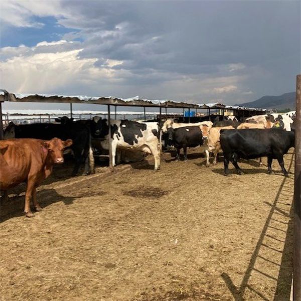 ID Dairies/Ranches - 134 Cows - Burley, ID