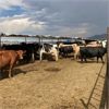 Image 1 : ID Dairies/Ranches - 134 Cows - Burley, ID