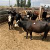 Image 3 : ID Dairies/Ranches - 134 Cows - Burley, ID