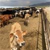 Image 4 : ID Dairies/Ranches - 134 Cows - Burley, ID