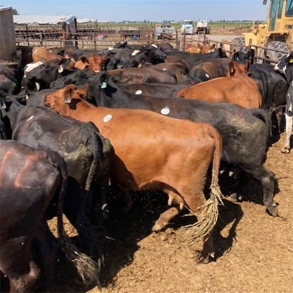 ID Dairies/Ranches - 132 Cows - Burley, ID
