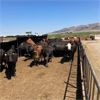 Image 2 : ID Dairies/Ranches - 132 Cows - Burley, ID