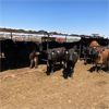 Image 3 : ID Dairies/Ranches - 132 Cows - Burley, ID