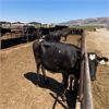 Image 4 : ID Dairies/Ranches - 132 Cows - Burley, ID