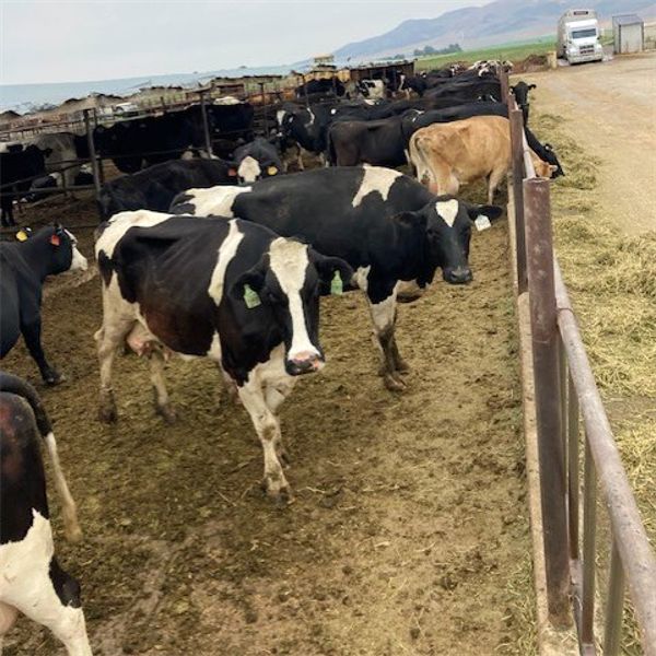 ID Dairies/Ranches - 111 Cows - Burley, ID