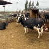 Image 2 : ID Dairies/Ranches - 111 Cows - Burley, ID