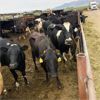 Image 4 : ID Dairies/Ranches - 111 Cows - Burley, ID