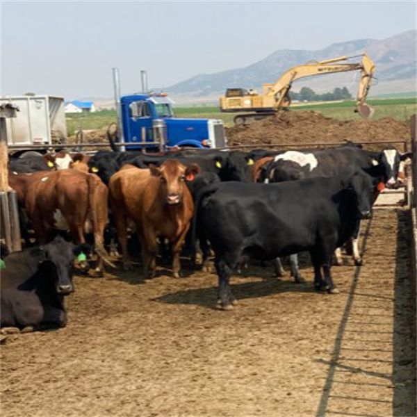 ID Dairies/Ranches - 135 Cows - Burley, ID